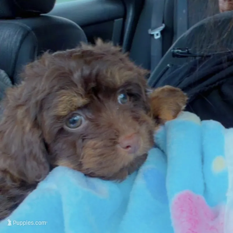 Juke – Cavapoo puppy for sale in Wendell, NC