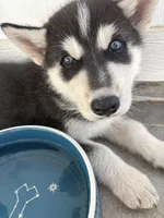 Applejack, a male Saarloos Wolfdog and Siberian Husky for sale in Lillian, AL – Photo 1 of 4