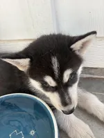 Applejack, a male Saarloos Wolfdog and Siberian Husky for sale in Lillian, AL – Photo 2 of 4