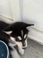 Applejack, a male Saarloos Wolfdog and Siberian Husky for sale in Lillian, AL – Photo 3 of 4