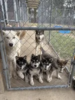 Applejack, a male Saarloos Wolfdog and Siberian Husky for sale in Lillian, AL – Photo 4 of 4