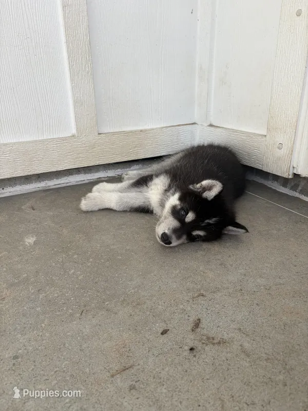 Stryke – Saarloos Wolfdog, Siberian Husky puppy for sale in Lillian, AL