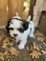Tux, a male Havanese and Shih Tzu for sale in Albany, OR – 4 of 6