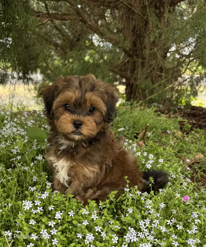 Beau  – Havanese puppy for sale in Albany, OR