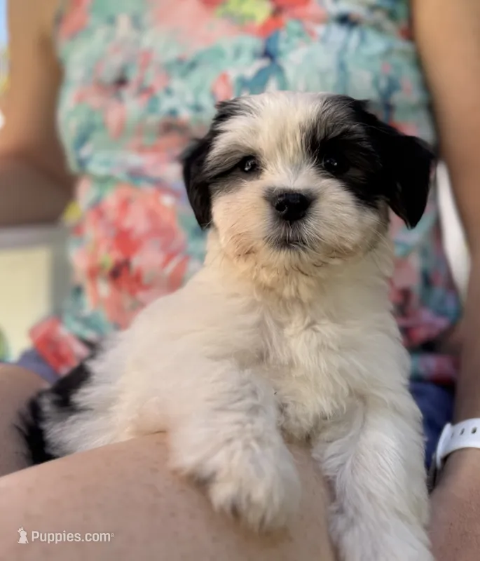 Molly – Havanese, Shih Tzu puppy for sale in Albany, OR
