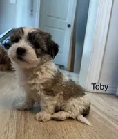 Toby, a male Havanese and Shih Tzu for sale in Albany, OR – 3 of 7