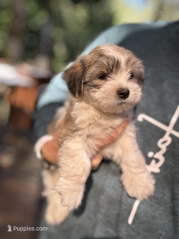 Toby – Havanese, Shih Tzu puppy for sale in Albany, OR