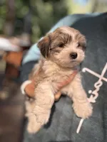 Toby, a male Havanese and Shih Tzu for sale in Albany, OR – 1 of 7