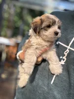 Toby, a male Havanese and Shih Tzu for sale in Albany, OR – 6 of 7