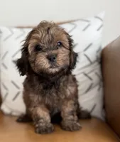 Bear, a male Shihpoo for sale in Albany, OR – 1 of 5