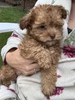 Bear, a male Shihpoo for sale in Albany, OR – 4 of 6