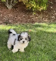 Teddy, a male Shihpoo for sale in Albany, OR – 3 of 4