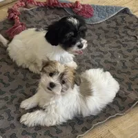 Summit, a female Havanese and Shih Tzu for sale in Albany, OR – 8 of 9