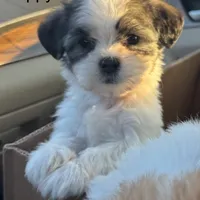 Summit, a female Havanese and Shih Tzu for sale in Albany, OR – 2 of 9