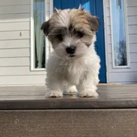 Summit, a female Havanese and Shih Tzu for sale in Albany, OR – 6 of 9
