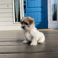 Summit, a female Havanese and Shih Tzu for sale in Albany, OR – 5 of 9