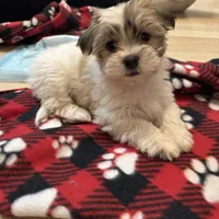 Summit, a female Havanese and Shih Tzu for sale in Albany, OR – 1 of 9