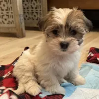 Summit, a female Havanese and Shih Tzu for sale in Albany, OR – 4 of 9