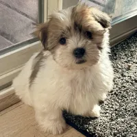 Summit, a female Havanese and Shih Tzu for sale in Albany, OR – 9 of 9
