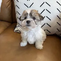 Summit, a female Havanese and Shih Tzu for sale in Albany, OR – 3 of 9