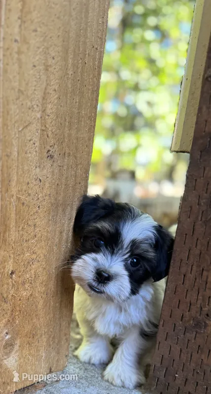 Tux – Havanese, Shih Tzu puppy for sale in Albany, OR
