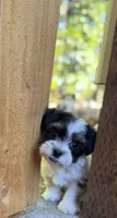 Tux, a male Havanese and Shih Tzu for sale in Albany, OR – 1 of 6