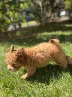 Bear, a male Shihpoo for sale in Albany, OR – 3 of 6