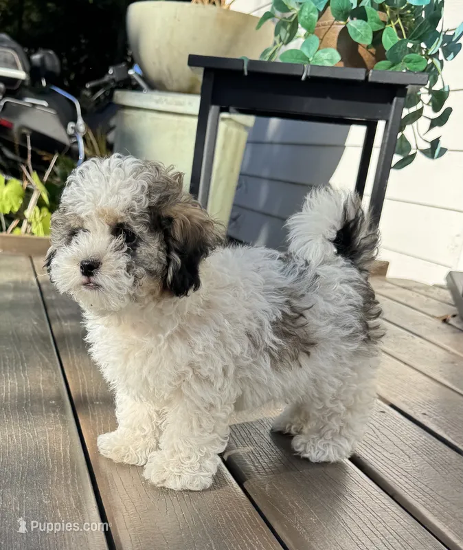 Teddy – Shihpoo puppy for sale in Albany, OR
