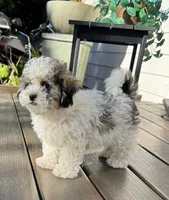 Teddy, a male Shihpoo for sale in Albany, OR – 1 of 4
