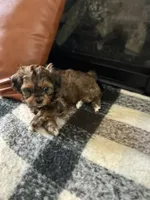 Beau , a male Shihpoo for sale in Albany, OR – 3 of 3
