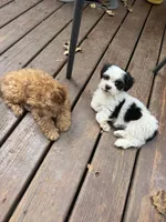 Molly, a male Havanese and Shih Tzu for sale in Albany, OR – 9 of 9