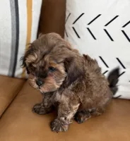 Bear, a male Shihpoo for sale in Albany, OR – 3 of 5