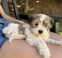 Toby, a male Havanese and Shih Tzu for sale in Albany, OR – 7 of 7