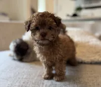Bear, a male Shihpoo for sale in Albany, OR – 5 of 6