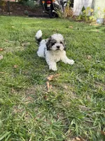 Teddy, a male Shihpoo for sale in Albany, OR – 4 of 4