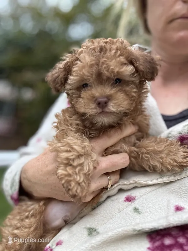 Bear – Shihpoo puppy for sale in Albany, OR