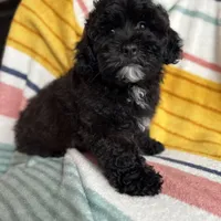 Sterling, a male Cavapoo and Poodle - Miniature  for sale in Albany, OR – 7 of 10