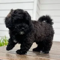 Sterling, a male Cavapoo and Poodle - Miniature  for sale in Albany, OR – 1 of 10