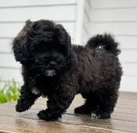 Sterling, a male Cavapoo and Poodle - Miniature  for sale in Albany, OR – Photo 1 of 10