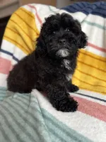 Sterling, a male Cavapoo and Poodle - Miniature  for sale in Albany, OR – Photo 4 of 10