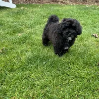 Sterling, a male Cavapoo and Poodle - Miniature  for sale in Albany, OR – 6 of 10