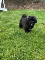 Sterling, a male Cavapoo and Poodle - Miniature  for sale in Albany, OR – Photo 6 of 10