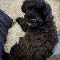 Sterling, a male Cavapoo and Poodle - Miniature  for sale in Albany, OR – 10 of 10