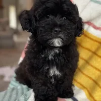 Sterling, a male Cavapoo and Poodle - Miniature  for sale in Albany, OR – 3 of 10