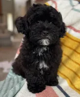 Sterling, a male Cavapoo and Poodle - Miniature  for sale in Albany, OR – Photo 3 of 10