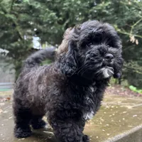 Sterling, a male Cavapoo and Poodle - Miniature  for sale in Albany, OR – 9 of 10