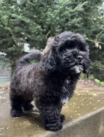 Sterling, a male Cavapoo and Poodle - Miniature  for sale in Albany, OR – Photo 9 of 10
