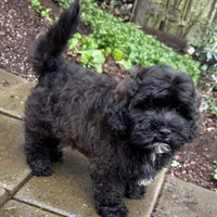 Sterling, a male Cavapoo and Poodle - Miniature  for sale in Albany, OR – 8 of 10