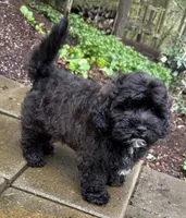 Sterling, a male Cavapoo and Poodle - Miniature  for sale in Albany, OR – Photo 8 of 10