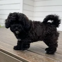 Sterling, a male Cavapoo and Poodle - Miniature  for sale in Albany, OR – 2 of 10